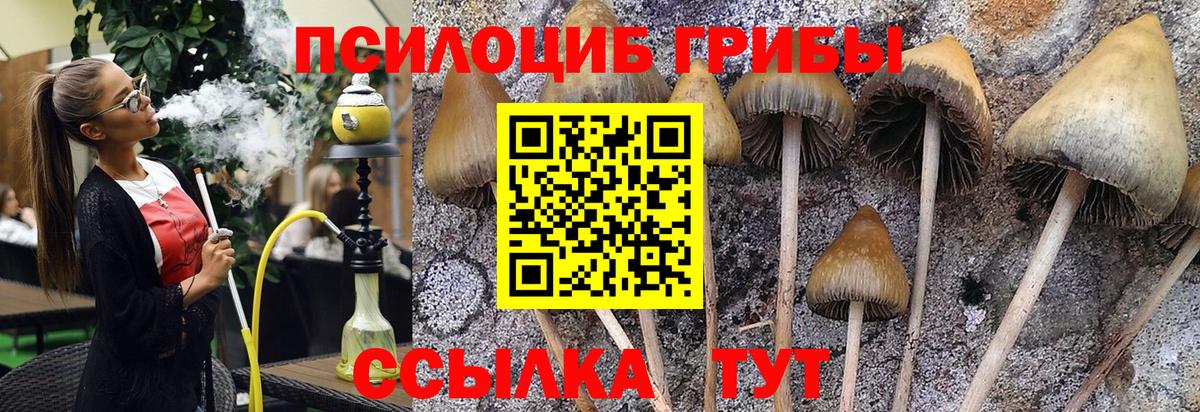 Галлюциногенные грибы Psilocybe  Вход с VPN  Галлюциногенные грибы GOLDEN TEACHER  Боровичи 